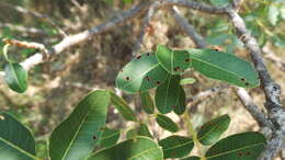 Image of Pileolaria terebinthi (DC.) Castagne 1842