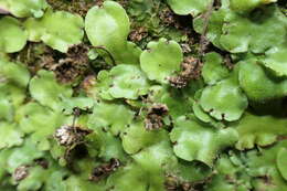 Image of Marchantia paleacea Bertol.