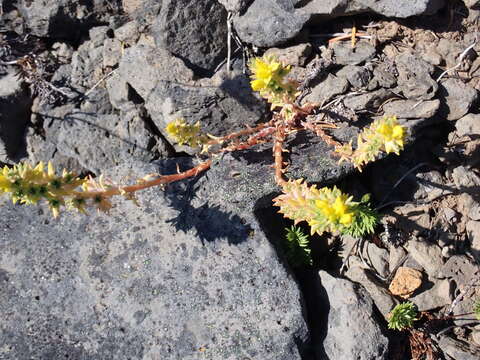 صورة Sedum stenopetalum subsp. stenopetalum