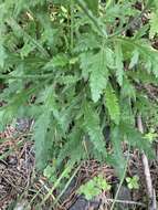 Image of Papaver oreophilum Rupr.