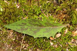 Image of Hieracium maculatum subsp. pollichiae (Sch. Bip.) Zahn