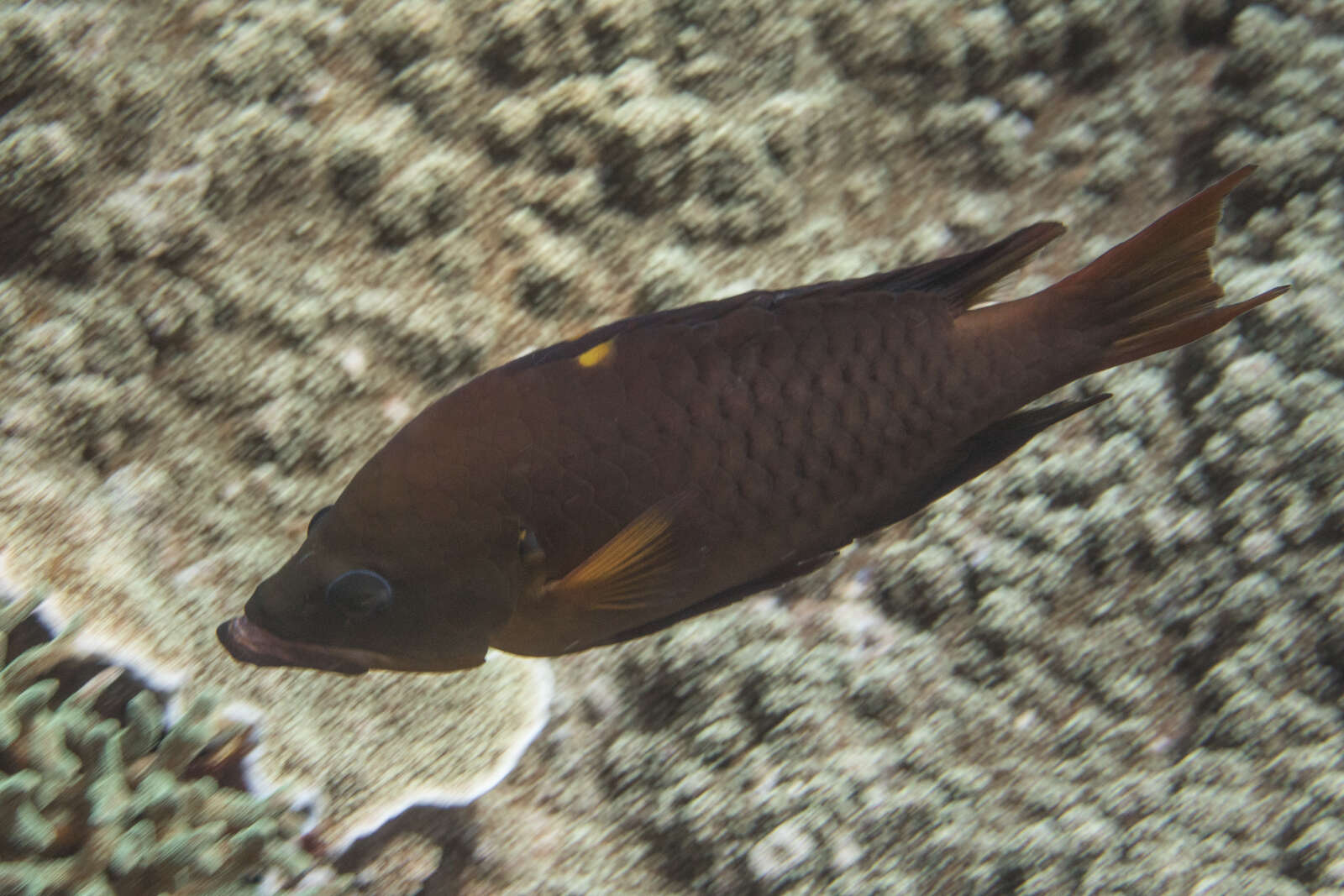 Image of Dwarf slingjaw wrasse