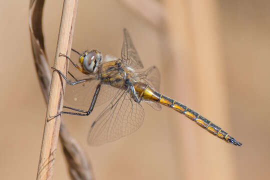 Image of Common Baskettail