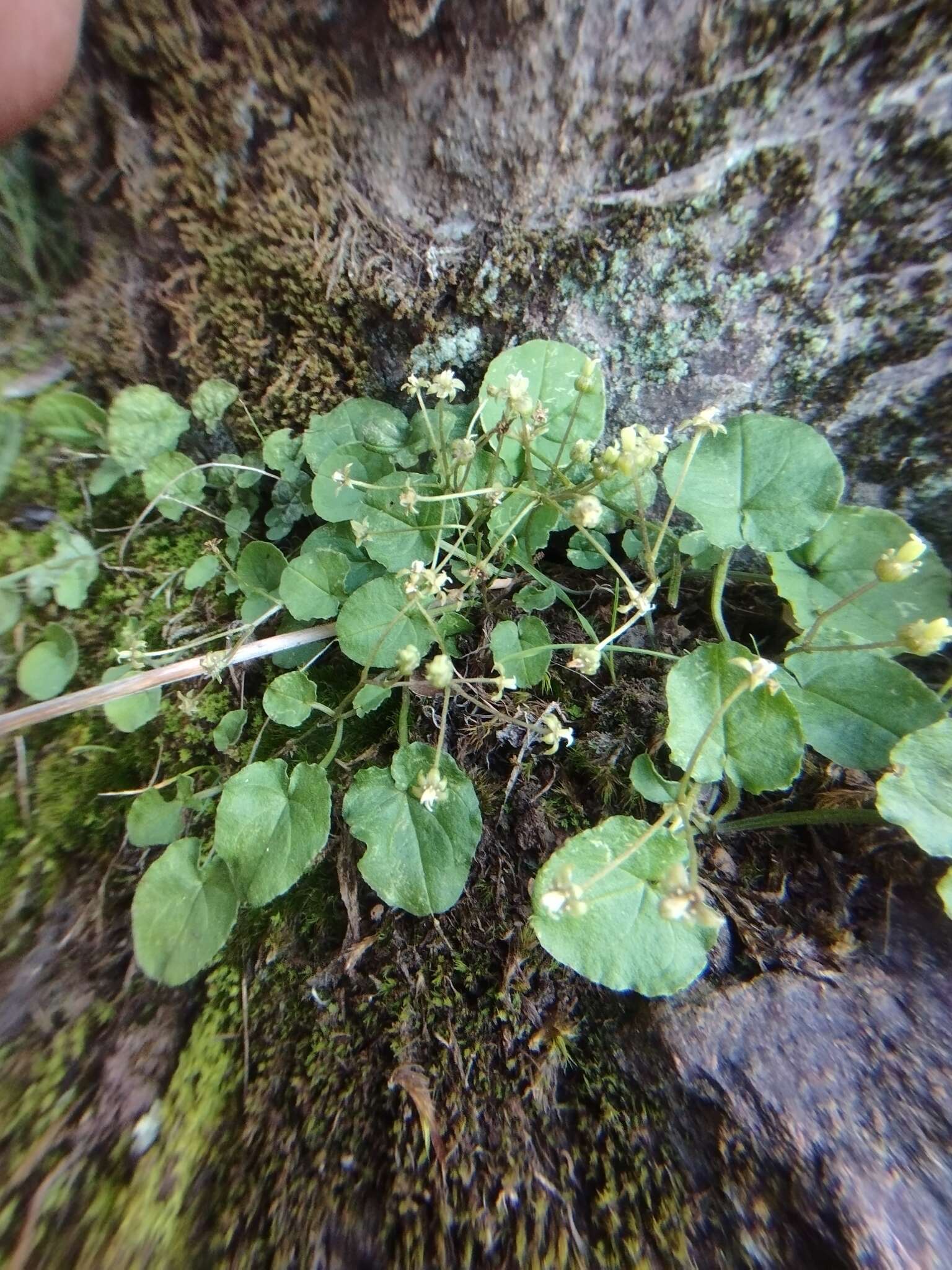 صورة Dioscorea humilis Bertero ex Colla