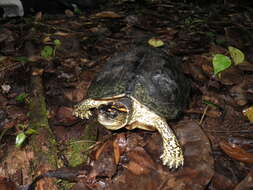 Image of Spot-legged turtle