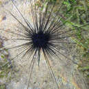 Image of Banded diadem urchin