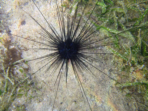 Image of Banded diadem urchin