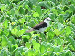 Image of Black-backed Water Tyrant