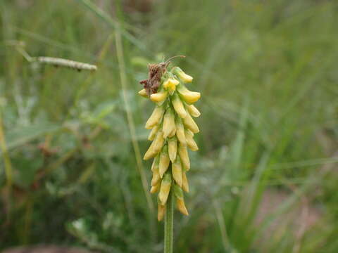 Image of Eriosema parviflorum subsp. parviflorum