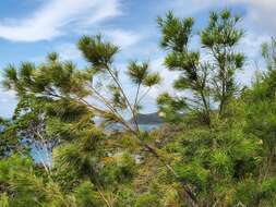 Image de Grevillea exul Lindl.