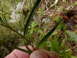 Plancia ëd Dendrobium cunninghamii Lindl.