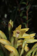 Image of Maxillaria embreei Dodson