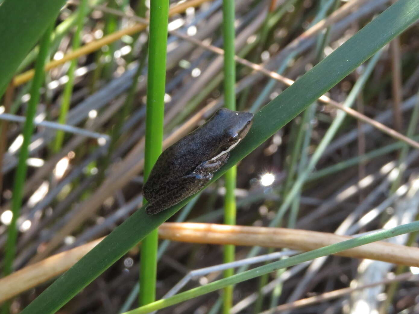 Image of Olongburra Frog