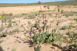 Image de Othonna cakilifolia DC.