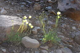 صورة Papaver lapponicum subsp. orientale Tolm.