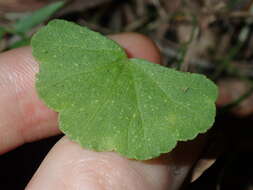 Image de Hydrocotyle hirta R. Br. ex A. Rich.