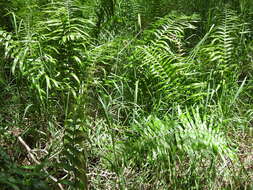 Image of swamp water fern