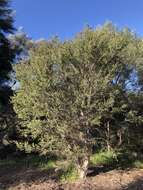 Image of Melaleuca cuticularis Labill.