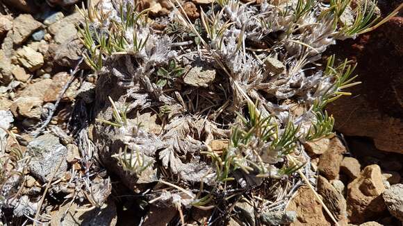 Imagem de Poa acicularifolia Buchanan