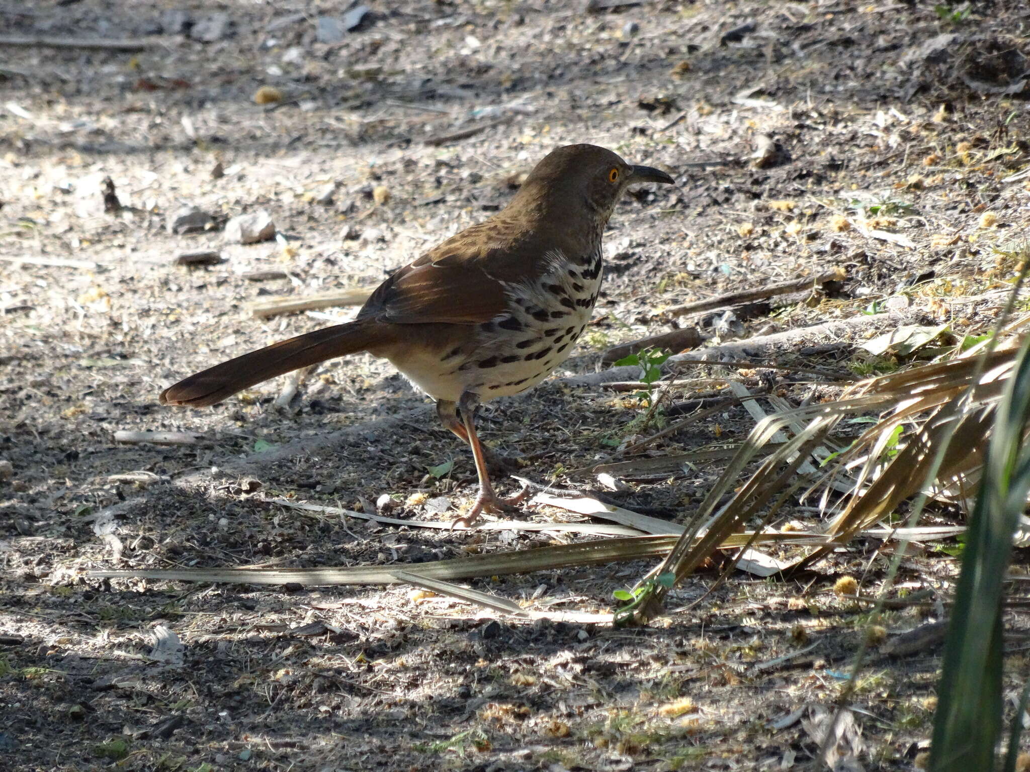 Image of Long-billed Thrasher