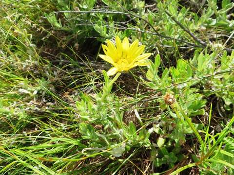 Image of Arctotis scabra Thunb.