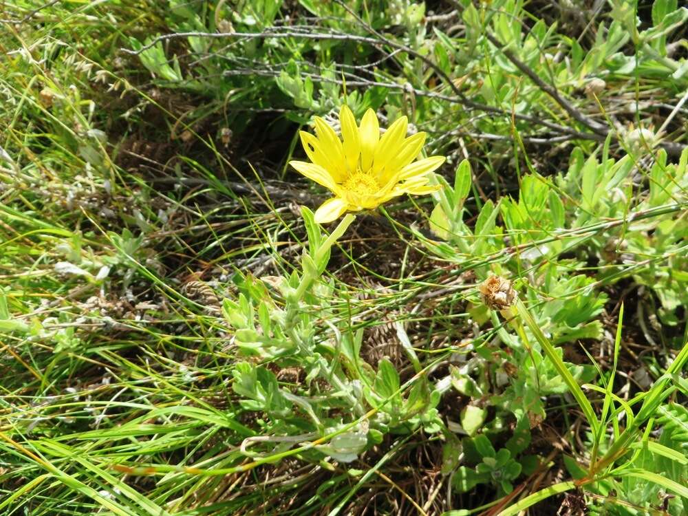 Image of Arctotis scabra Thunb.