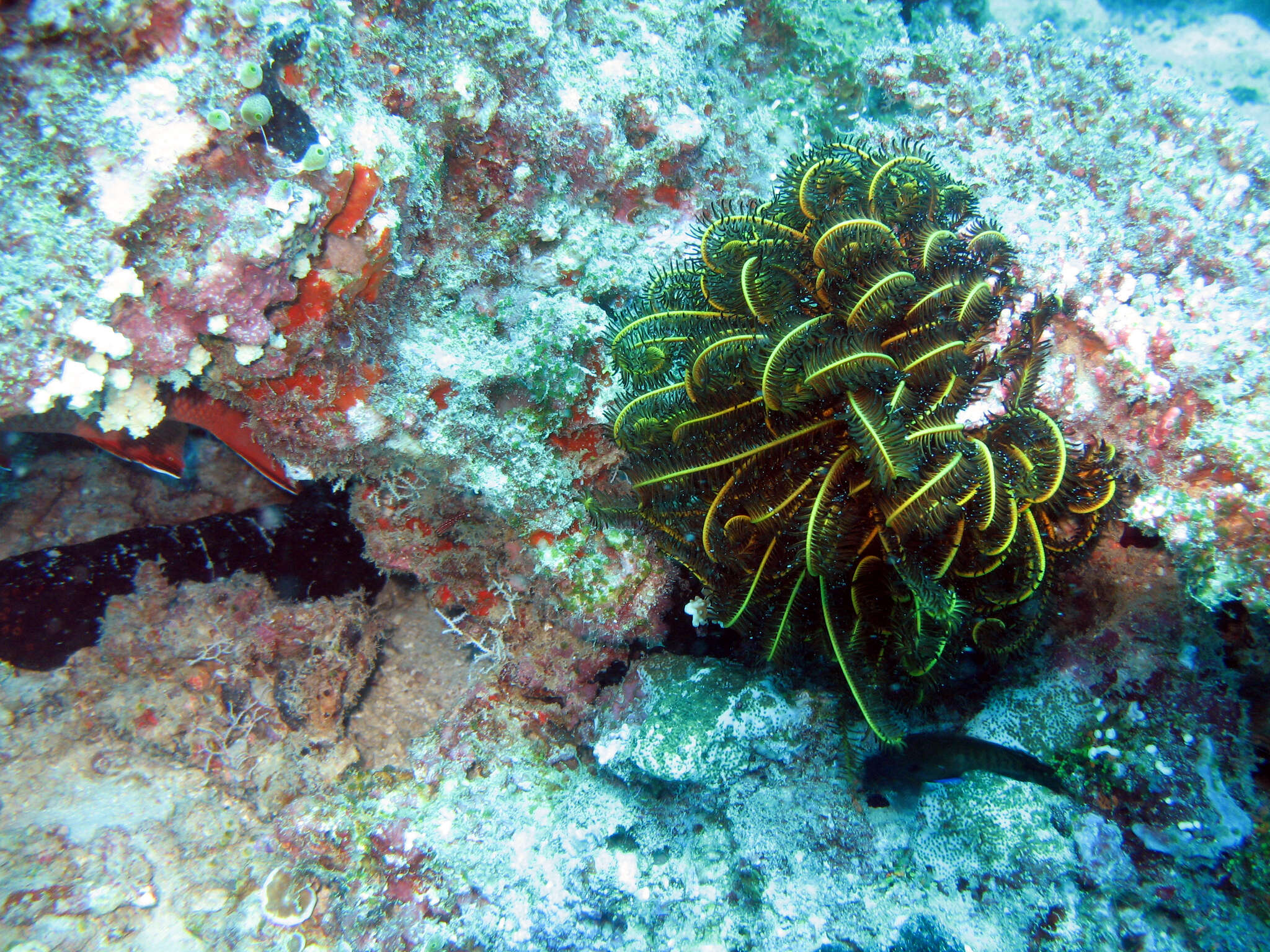 Image of Bottlebrush Feather Star