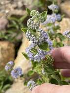 Image of Caryopteris incana (Thunb. ex Houtt.) Miq.