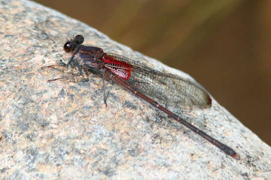 Image of Canyon Rubyspot