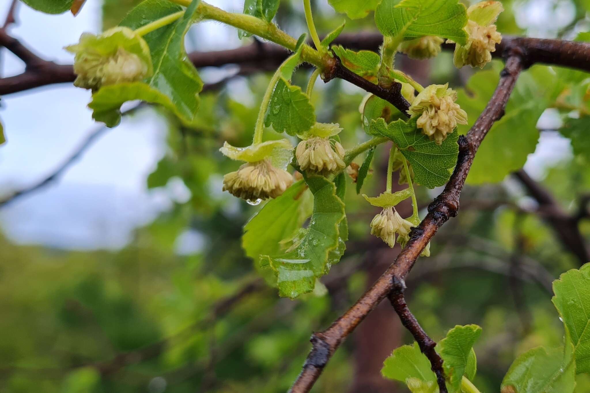 Plancia ëd Nothofagus glauca (Phil.) Krasser