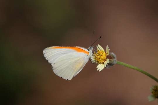 Image of Mylothris bernice (Hewitson 1866)