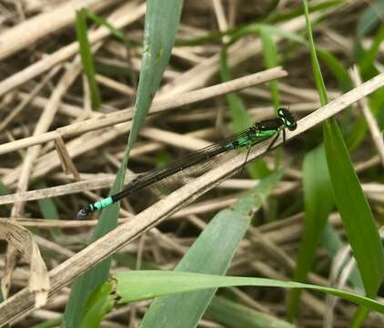 Image of Norfolk Damselfly