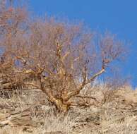 Image of Commiphora glaucescens Engl.