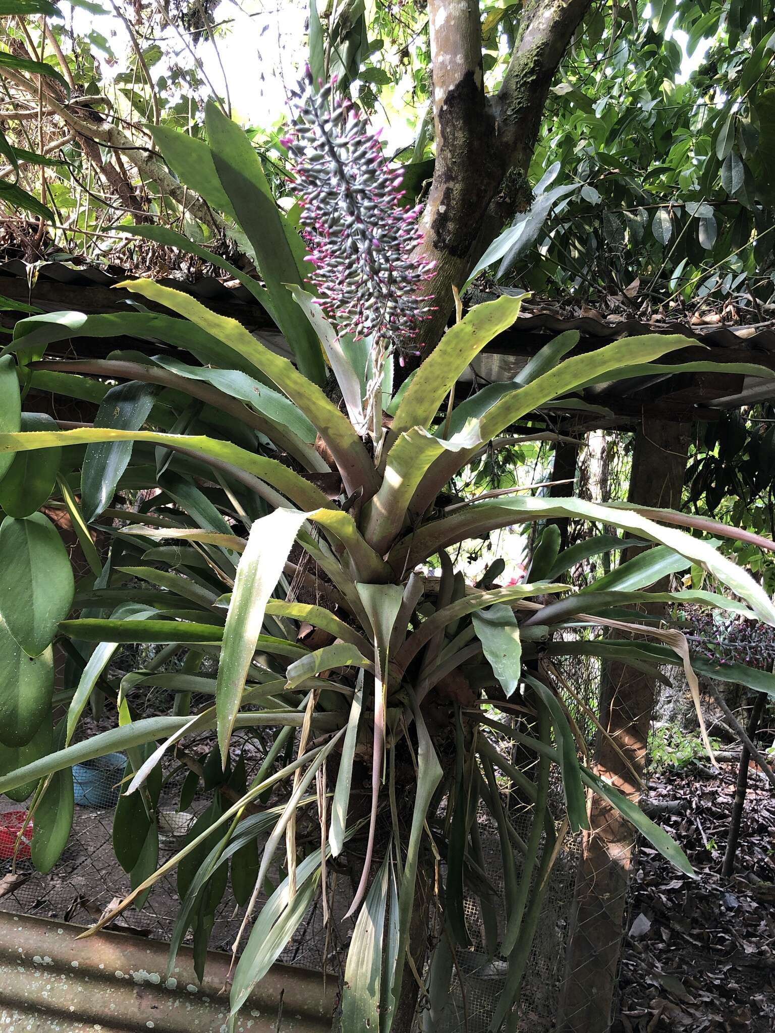 Sivun Aechmea mexicana Baker kuva