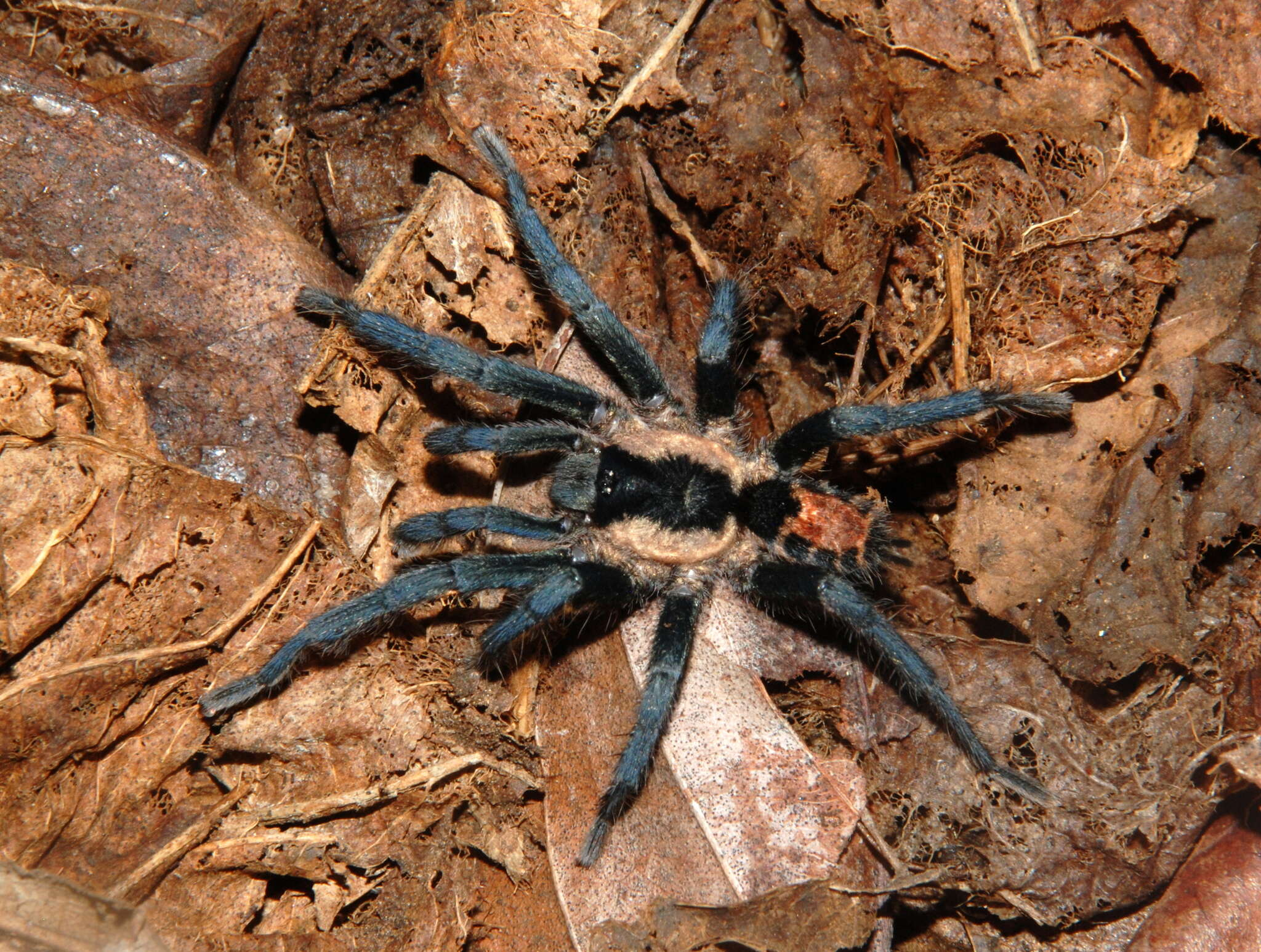 Image of Cyriocosmus bicolor (Schiapelli & Gerschman 1945)