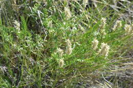 Image of prairie milkvetch