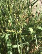 Plancia ëd Brachiaria fasciculata (Sw.) Parodi