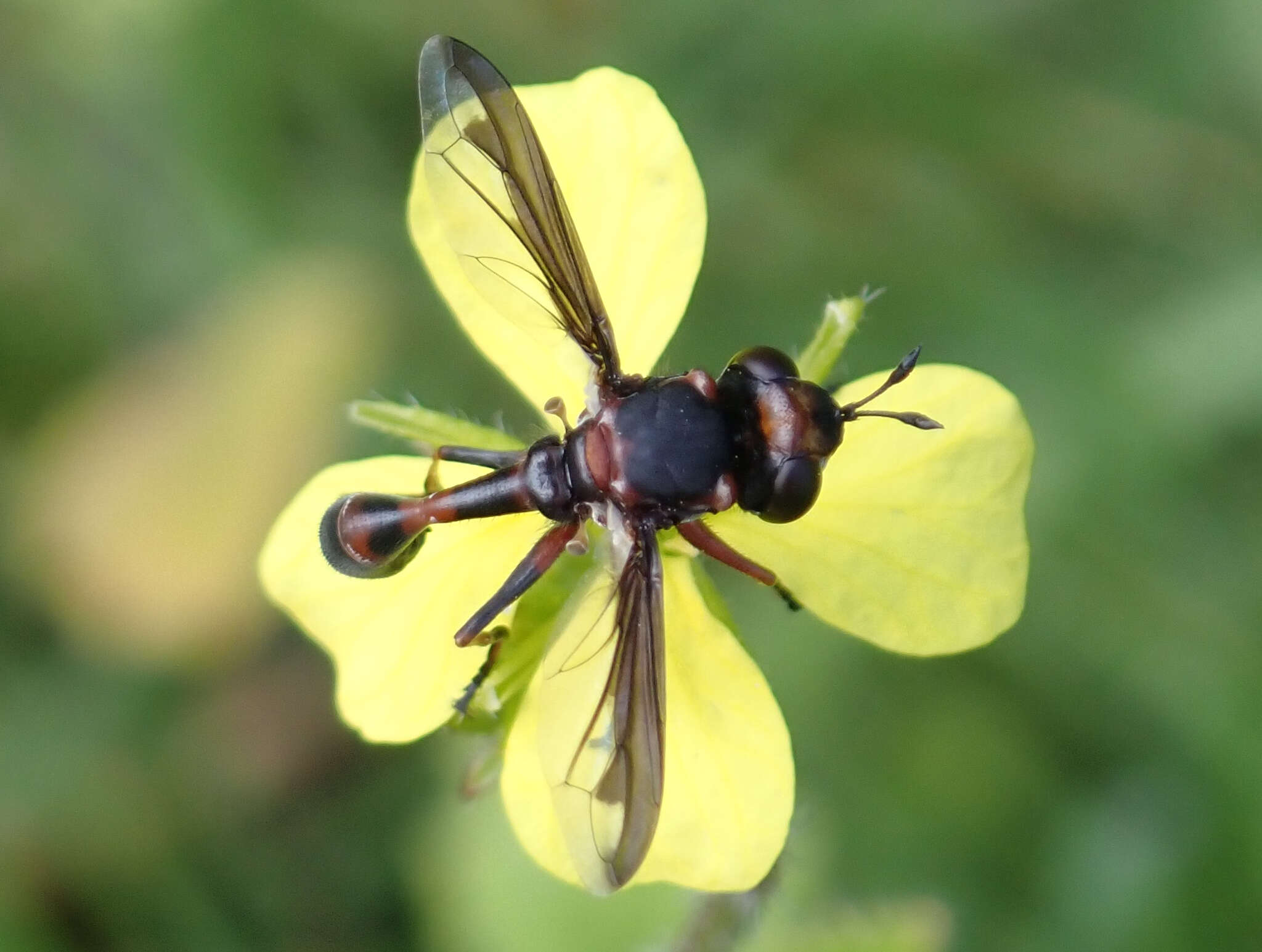 Imagem de Physocephala biguttata Roeder 1883