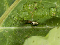 Image of Tetragnatha pinicola L. Koch 1870