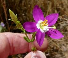 Image of charming centaury