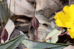 Image of Hibbertia perfoliata Hueg. ex Endl.