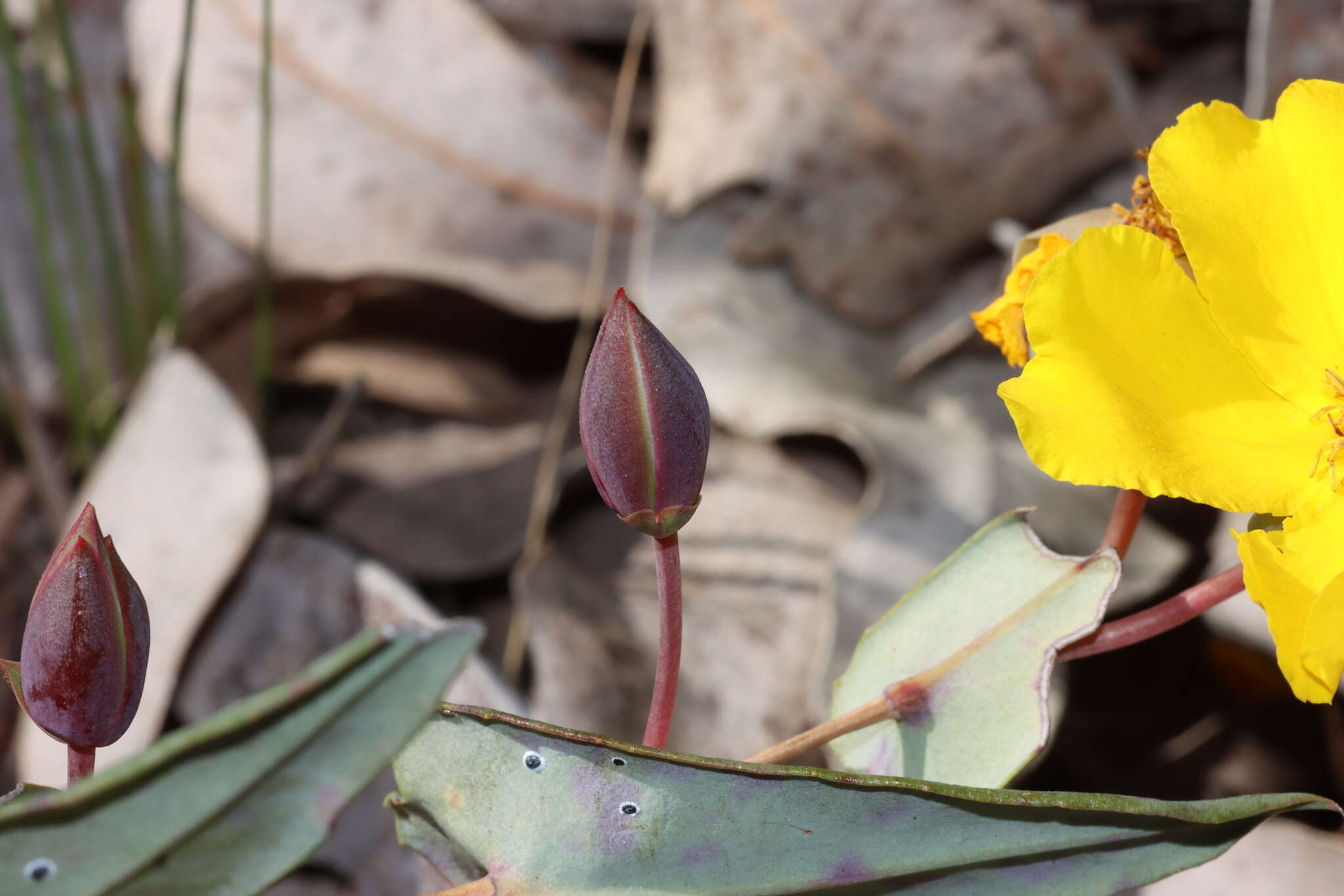 Image of Hibbertia perfoliata Hueg. ex Endl.