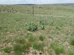 Image of Watsonia lepida N. E. Br.