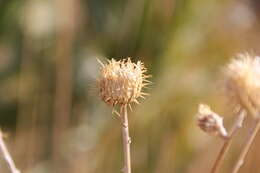 Plancia ëd Cirsium mohavense (Greene) Petr.