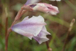 Gladiolus densiflorus Baker resmi