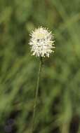 Image of western false asphodel