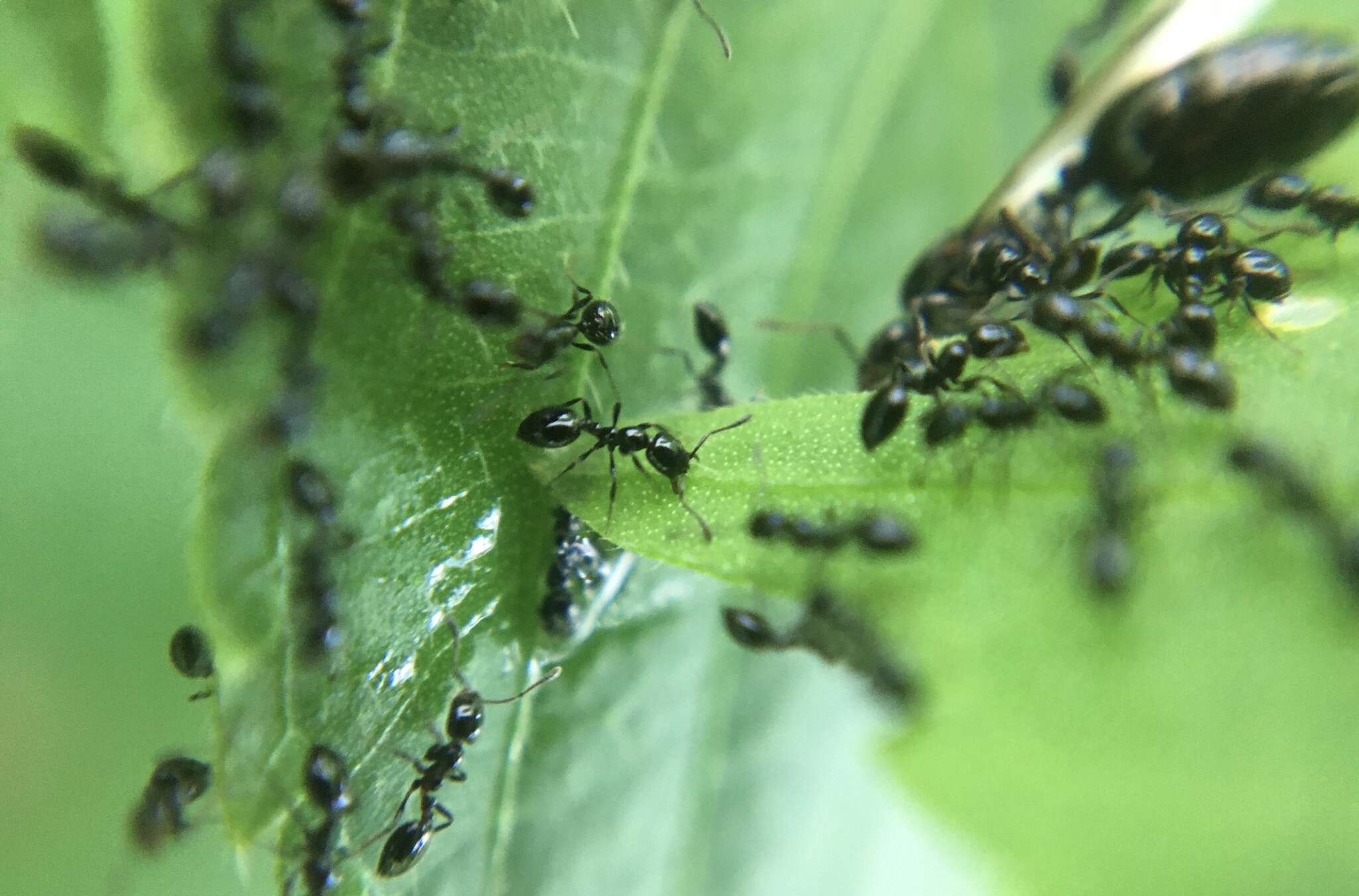 Image of Little Black Ant