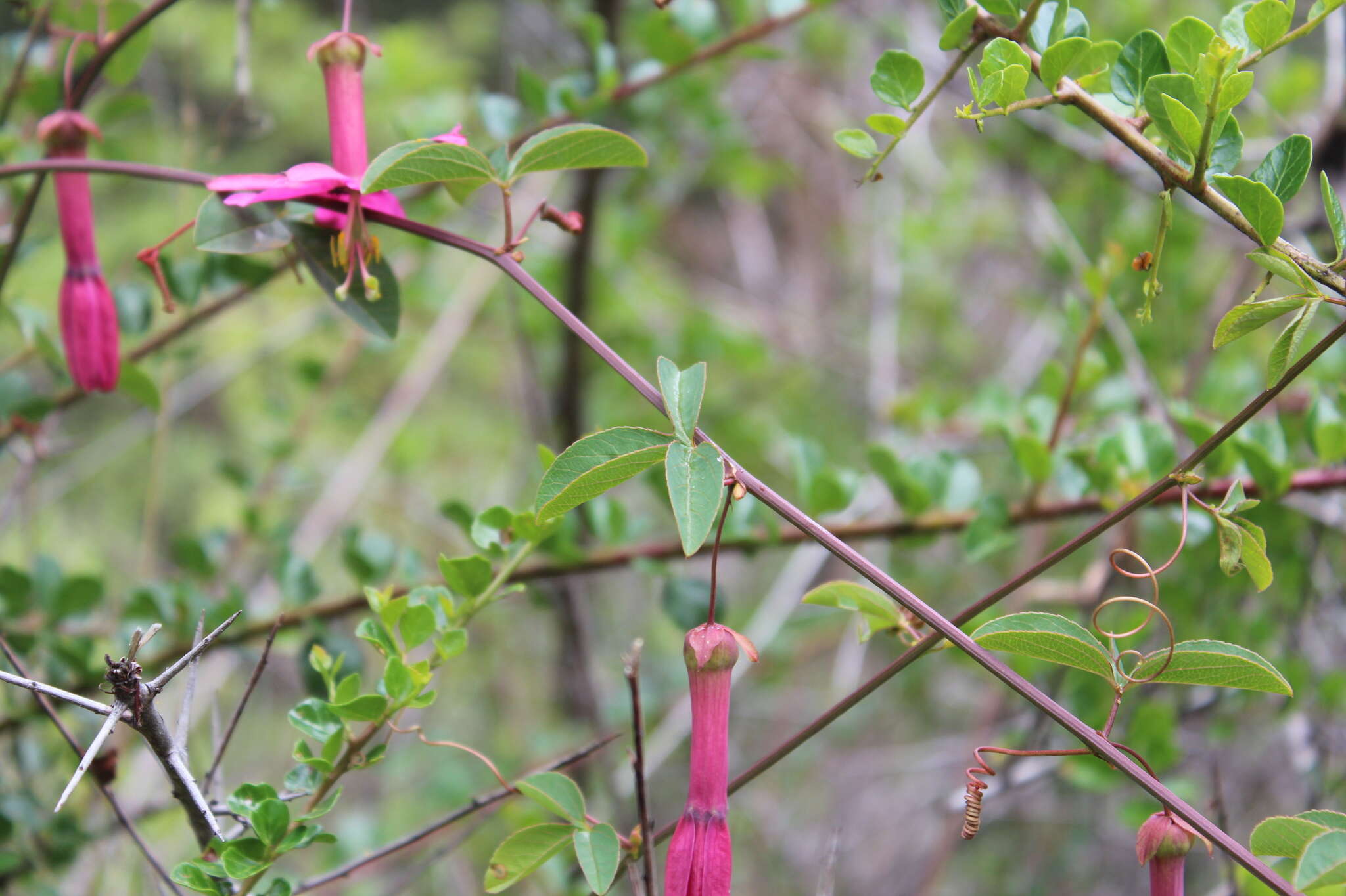 Plancia ëd Passiflora gracilens (A. Gray) Harms