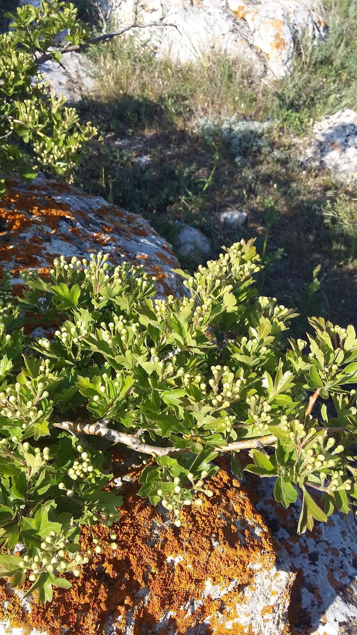 Image of Crataegus sphaenophylla Pojark.