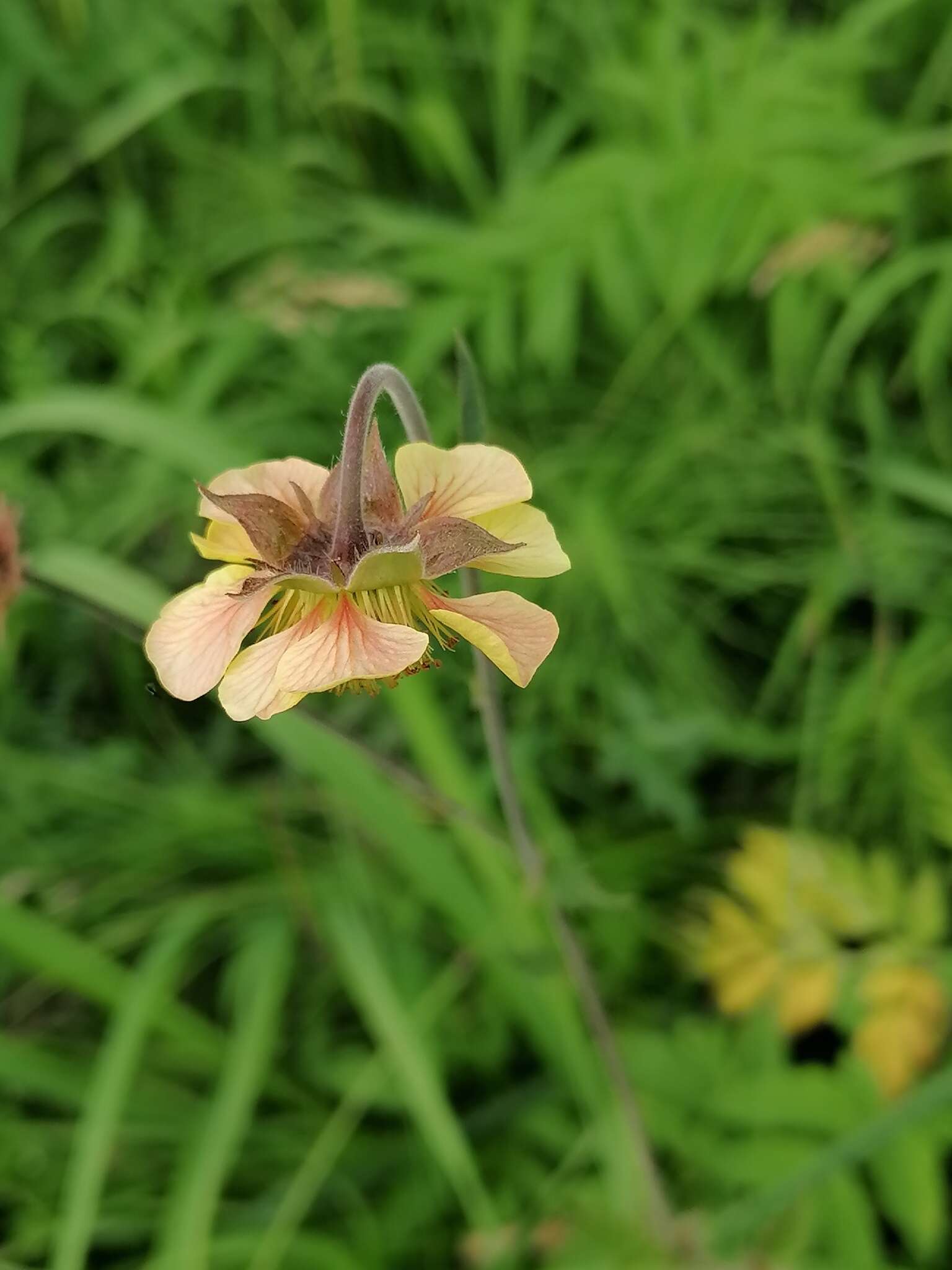 Image of Geum meinshausenii Gams.